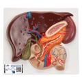 3B Scientific Liver with Gall Bladder, - w/ 3B Smart Anatomy 1008550